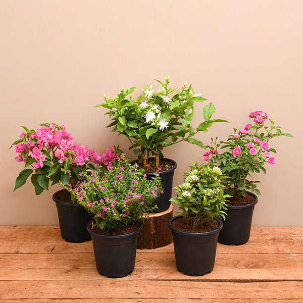 5 Beautiful Flowering Plants for Balcony