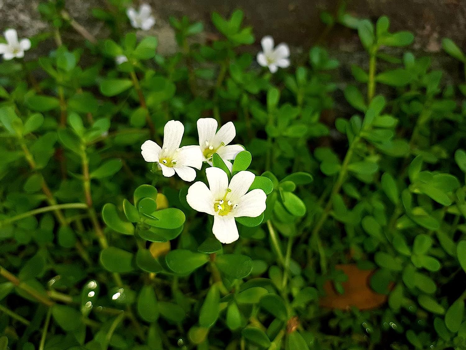 Brahmi Herbal & Medicinal Plant