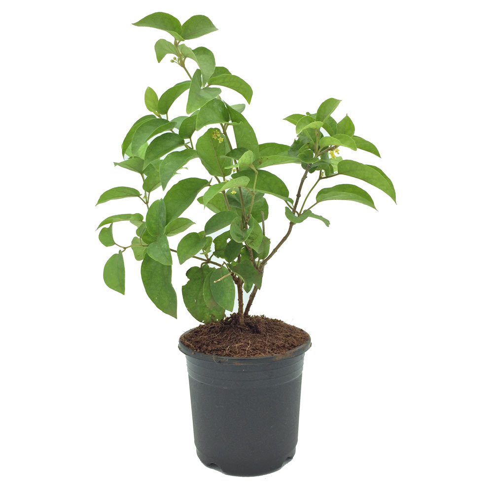 Gymnema Sylvestre, Gurmar, Bedki Cha Pala – Plant