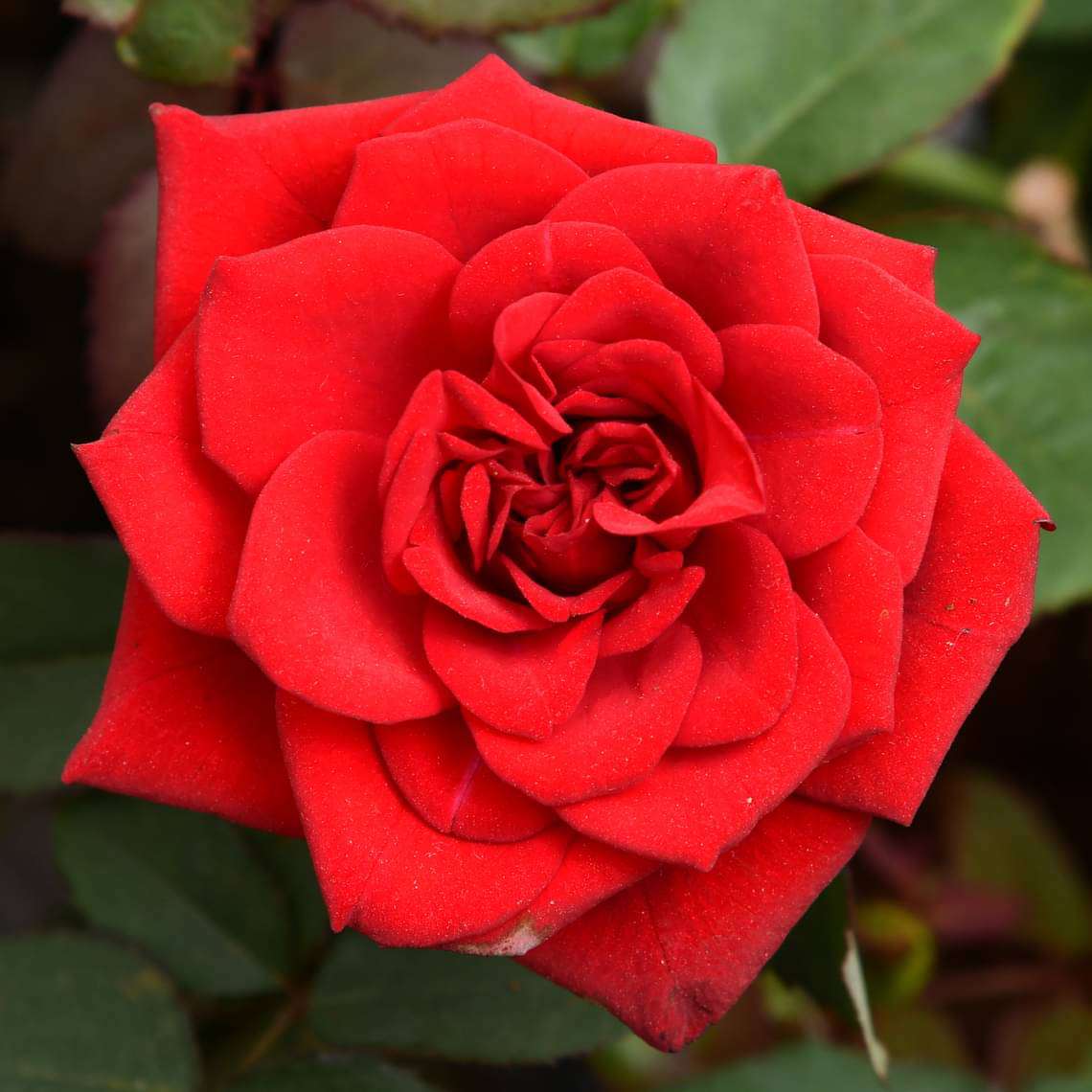 Rose (Red) – Plant