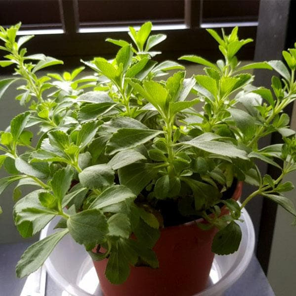 Stevia Plant, Stevia rebaudiana – Plant