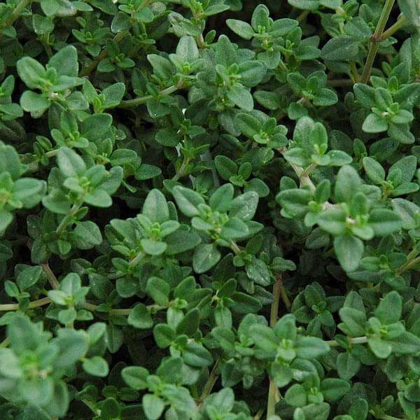 Thyme, Thymus vulgaris – Herb Seeds